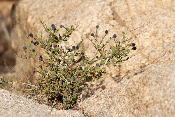 Globulaire alypum — Globularia alypum L., 1753, (Tafraoute, (Souss-Massa), Maroc, le 05/02/2023)