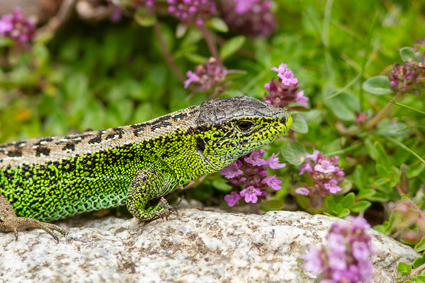 Lézard des souches — Lacerta agilis garzoni Palacios & Castraviejo, 1975