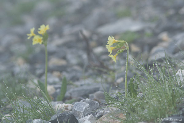 Coucou, Primevère officinale – Primula veris L., 1753, (Station de ski de Gourette, Eaux Bonnes (65), France, le 15/06/2020)