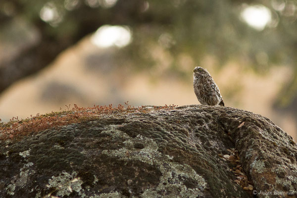 Chevêche d'Athéna — Athene noctua (Scopoli, 1769), (Parque Natural de la Sierra de Andújar (Andalousie), Espagne, le 10/08/2020)