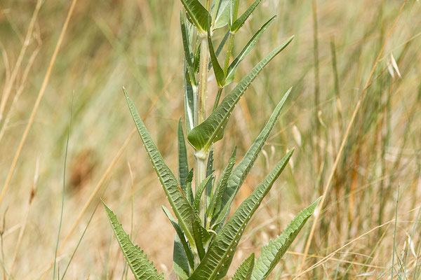 Cardère sauvage — Dipsacus fullonum L., 1753, (Castelló d'Empúries (Catalogne), Espagne, le 12/07/2023)