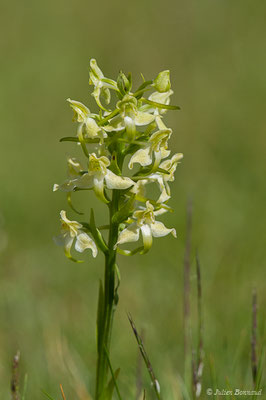 Platanthère à fleurs verdâtres – Platanthera chlorantha (Custer) Rchb., 1828, (Col du Pourtalet, Laruns (64), France, le 06/07/2019)