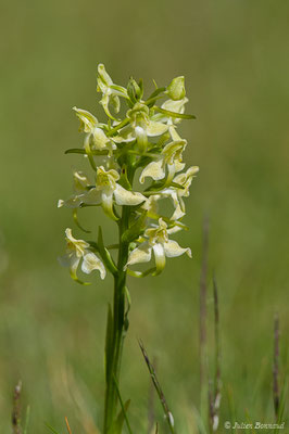 Platanthère à fleurs verdâtres — Platanthera chlorantha (Custer) Rchb., 1828