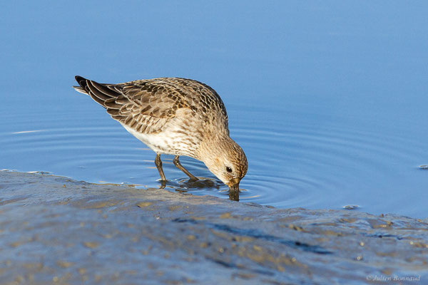 Bécasseau variable — Calidris alpina (Linnaeus, 1758), (Andernos-les-Bains (33), France, le 10/12/2022)