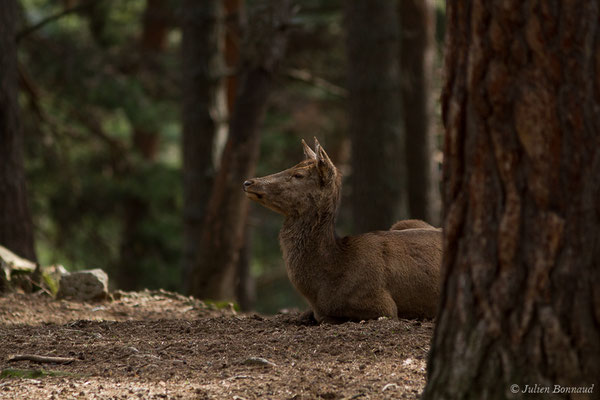 Cerf élaphe – Cervus elaphus Linnaeus, 1758, (Parc faunistique Lacuniacha, Huesca, Espagne, le 09/02/2020)