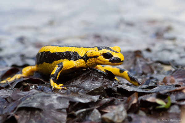 Salamandre tachetée — Salamandra salamandra fastuosa (Schreiber, 1912), (adulte) (Station de ski de La Pierre Saint-Martin, Arette (64), France, le 05/05/2023)