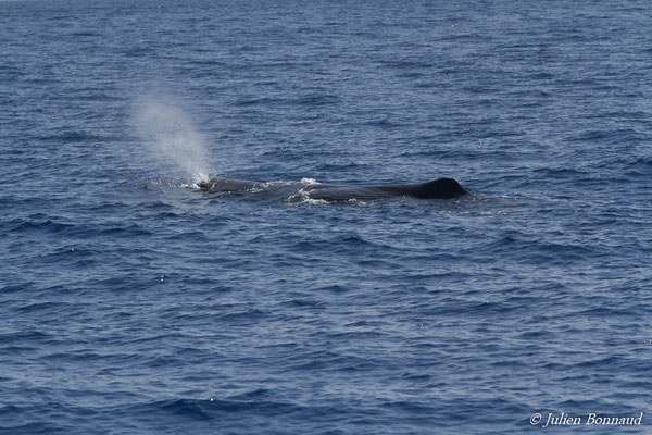 Cachalot, Cachalot macrocéphale ou Grand cachalot – Physeter macrocephalus Linnaeus, 1758, (au large de Deshaies, Basse-Terre le 22/05/2016)