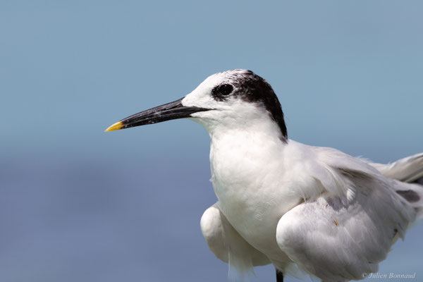Sterne caugek — Thalasseus sandvicensis (Latham, 1787)