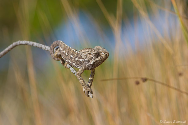 Caméléon commun — Chamaeleo chamaeleon (Linnaeus, 1758), (Ria Formosa (Faro), (Algarve), Portugal, le 01/09/2018)