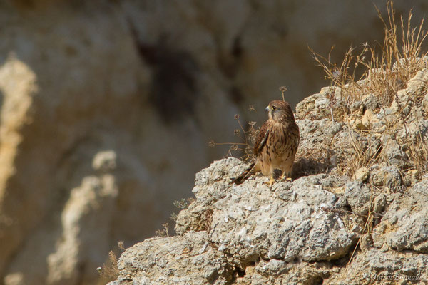Faucon crécerelle – Falco tinnunculus Linnaeus, 1758, (Lagos (Faro), (Algarve), Portugal, le 29/08/2018)