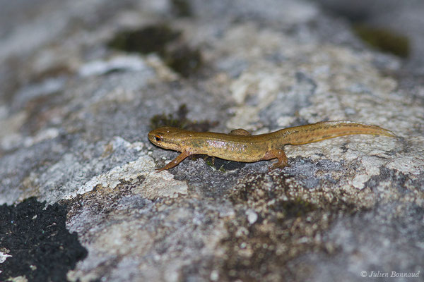 Triton palmé – Lissotriton helveticus (Razoumowsky, 1789), (phase terrestre) (La Pierre Saint-Martin (64), France, le 18/05/2020)