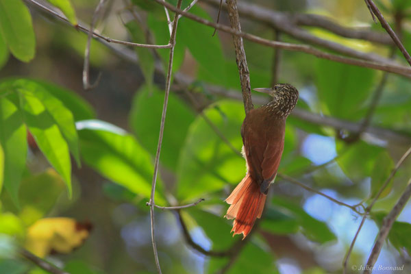 Grimpar talapiot — Dendroplex picus (Gmelin, 1788)