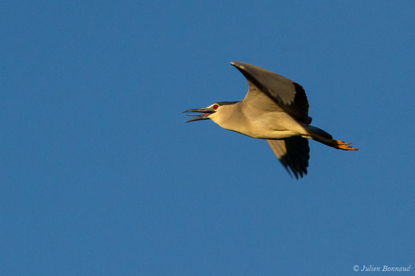 Bihoreau gris — Nycticorax nycticorax (Linnaeus, 1758)