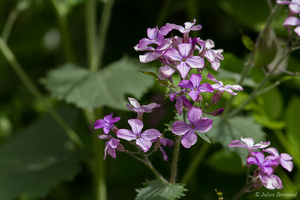 Monnaie-du-Pape, Lunaire annuelle – Lunaria annua L., 1753, (Etsaut (64), France, le 19/04/2021)