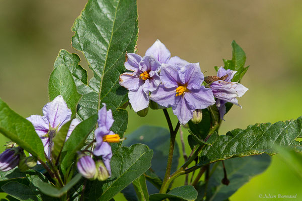 Morelle de Buenos Aires — Solanum bonariense L., 1753, (Kenitra (Rabat-Salé-Kénitra), Maroc, le 20/01/2023)