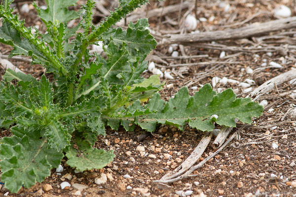 Chardon crepu — Carduus crispus L., 1753, (Casablanca (Casablanca-Settat), Maroc, le 23/03/2024)