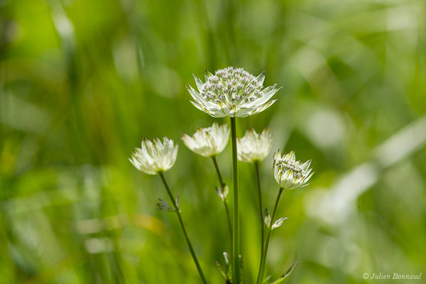 Grande Astrance ou Grande Radiaire (Astrantia major) (Station de ski de Gourette, Eaux Bonnes (65), France, le 30/07/2020)