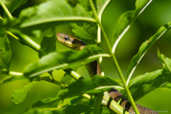 Couleuvre d'Esculape — Zamenis longissimus (Laurenti, 1768)