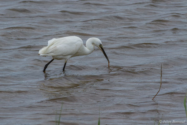 Aigrette garzette — Egretta garzetta (Linnaeus, 1766), (réserve ornithologique Terre d'oiseaux, Braud-et-Saint-Louis (33), France, le 20/06/2018)