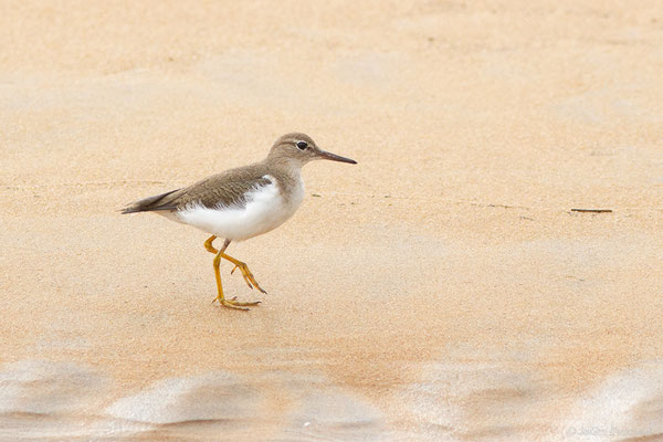 Chevalier grivelé — Actitis macularius (Linnaeus, 1766), (adulte) (Plage des Brésiliens, Remire-Montjoly, Guyane, le 11/03/2017)
