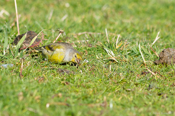 Venturon montagnard — Carduelis citrinella (Pallas, 1764), (Station de ski de La Pierre Saint-Martin, Arette, (64), France, le 06/11/2022)