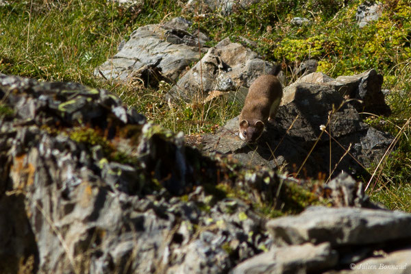 Hermine — Mustela erminea Linnaeus, 1758, (Lac d'Anglas, Gourette (64), France, le 30/09/2018)