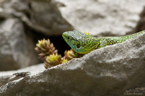 Lézard à deux raies — Lacerta bilineata (Daudin, 1802)