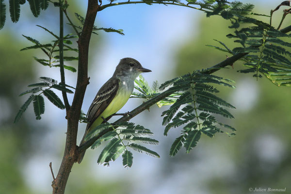 Tyran de Wied — Myiarchus tyrannulus (Statius Müller, 1776)