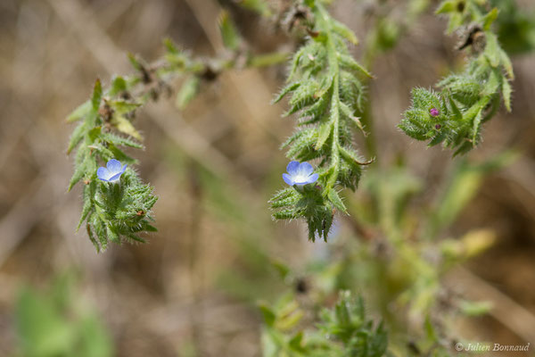 Lycopside des champs — Lycopsis arvensis L., 1753, (Mont-de-Marsan (40), France, le 28/06/2021)