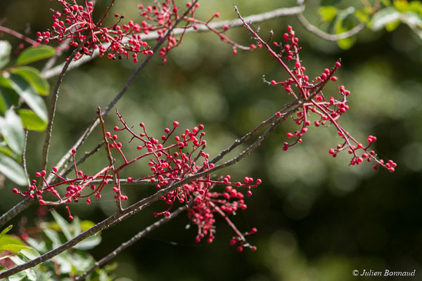 Pistachier térébinthe ou Térébinthe (Pistacia terebinthus) (Réserve naturelle du Pibeste, Agos-vidalos (65), France, le 17/10/2017)