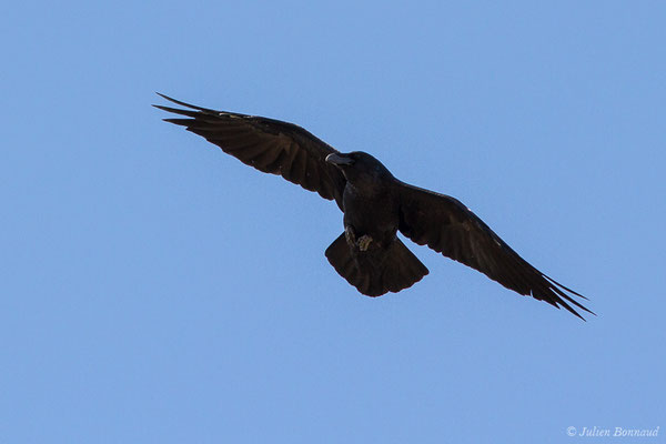 Grand Corbeau — Corvus corax Linnaeus, 1758, (adulte) (L'Île-Rousse (2B), France, le 14/09/2019)