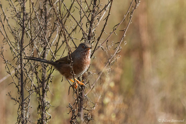Fauvette pitchou — Sylvia undata (Boddaert, 1783), (Ossun (65), France, le 13/11/2019)