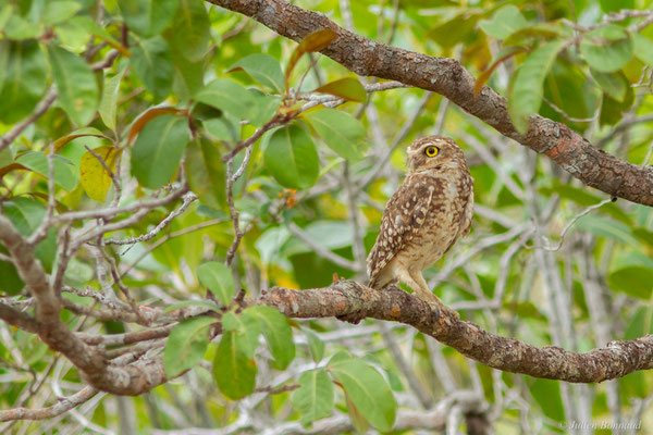 Chevêche des terriers — Athene cunicularia (Molina, 1782), (Centre Spatial Guyanais, Kourou, Guyane, le 16/02/2017)