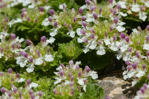 Germandrée des Pyrénées — Teucrium pyrenaicum L., 1753, (Etsaut (64), France, le 29/06/2019)
