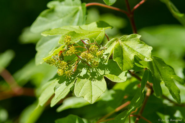 Érable champêtre — Acer campestre L., 1753, (Bours, (65), France, le 03/05/2023)