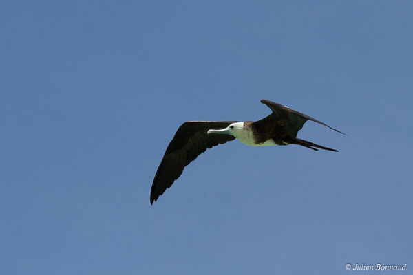 Frégate superbe — Fregata magnificens Mathews, 1914, (Saint-Anne, Guadeloupe, le 15/05/2016)