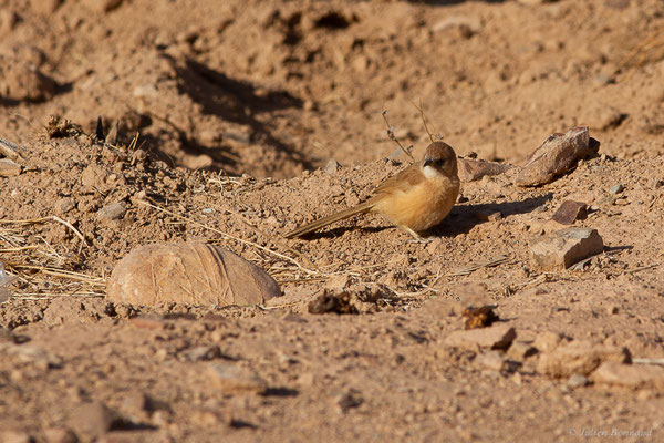 Cratérope fauve — Argya fulva (Desfontaines, 1789), (Tata (Souss-Massa), Maroc, le 08/02/2023)