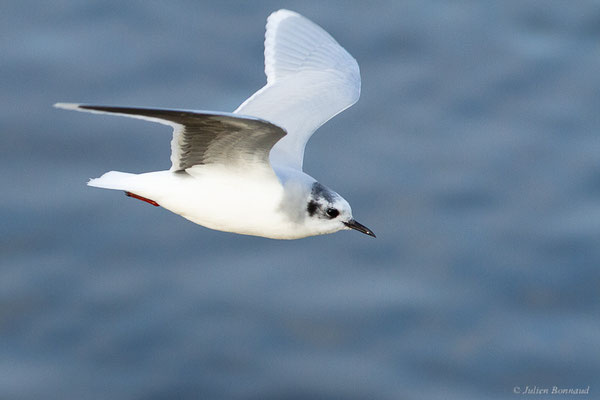 Mouette pygmée — Hydrocoloeus minutus (Pallas, 1776), (Capbreton (40), France, le 02/12/2022)