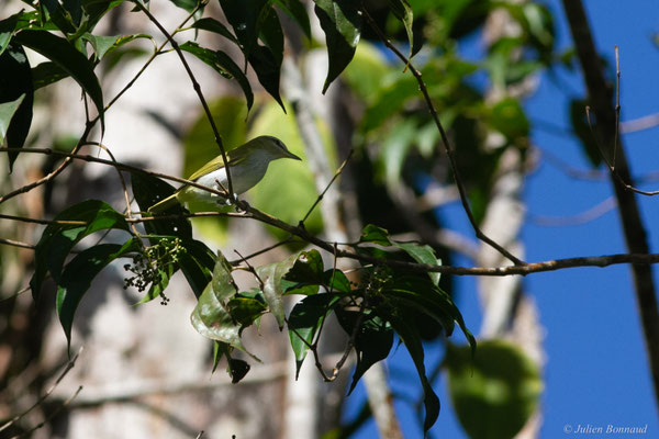 Viréo aux yeux rouges — Vireo olivaceus (Linnaeus, 1766)
