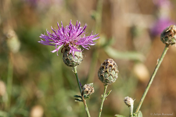 Centaurée scabieuse — Centaurea scabiosa L., 1753, (Castille-et-León, Espagne, le 04/07/2022)