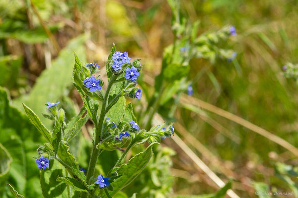 Buglosse toujours verte — Pentaglottis sempervirens (L.) Tausch ex L.H.Bailey, 1949, (Cangas del Narcea (Asturias), Espagne, le 06/07/2022)