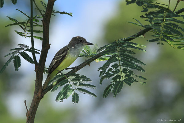 Tyran de Wied — Myiarchus tyrannulus (Statius Müller, 1776)
