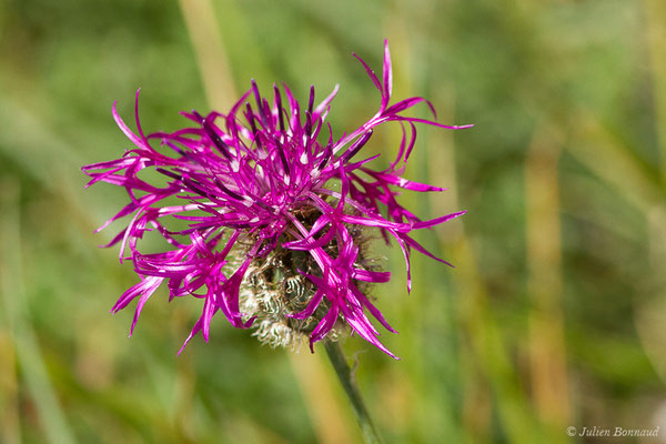 Centaurée scabieuse — Centaurea scabiosa L., 1753, (Laruns (64), France, le 03/08/2019)