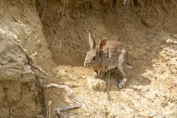Lapin de garenne — Oryctolagus cuniculus (Linnaeus, 1758)