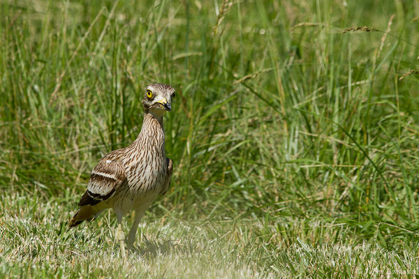 Œdicnème criard — Burhinus oedicnemus (Linnaeus, 1758), (Zoodycée, Chizé (79), France, le 12/06/2021)