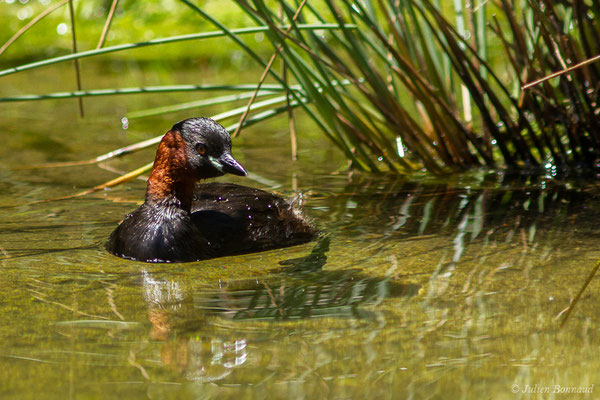 Grèbe castagneux — Tachybaptus ruficollis (Pallas, 1764), (adulte sur son nid) (adulte en plumage nuptial) (Parc animalier des Pyrénées, Argelès-Gazost (65), France, le 19/07/2020)