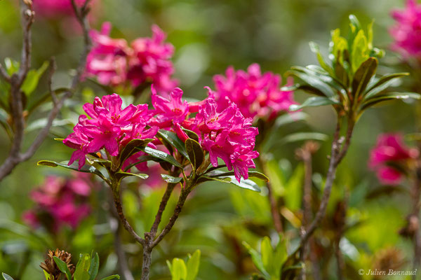 Rhododendron ferrugineux — Rhododendron ferrugineum L., 1753, (lac d'Ayous, Laruns (64), France, le 13/07/2019)