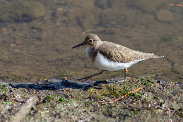 Chevalier guignette — Actitis hypoleucos (Linnaeus, 1758)