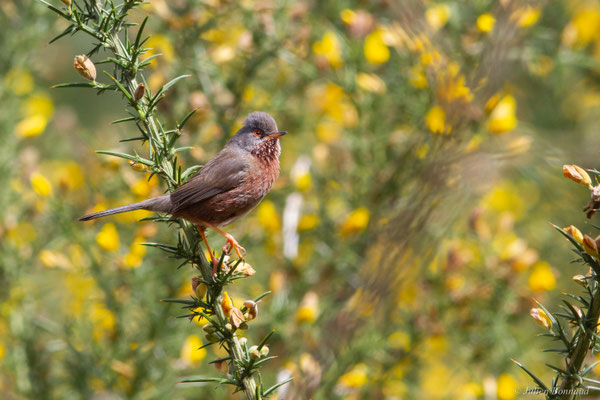 Fauvette pitchou — Curruca undata (Boddaert, 1783), (Saint-Martin-d'Oney (40), France, le 17/04/2025)