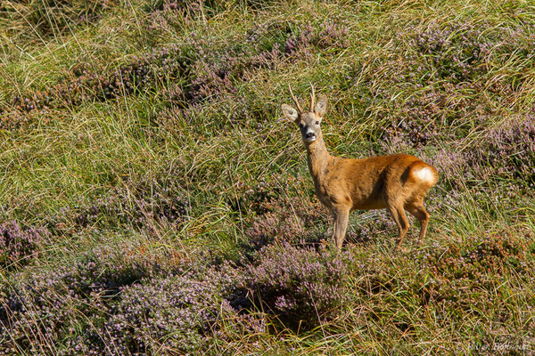 Chevreuil européen — Capreolus capreolus (Linnaeus, 1758), (Station de ski de Gourette, Eaux-Bonnes (64), France, le 17/09/2021)
